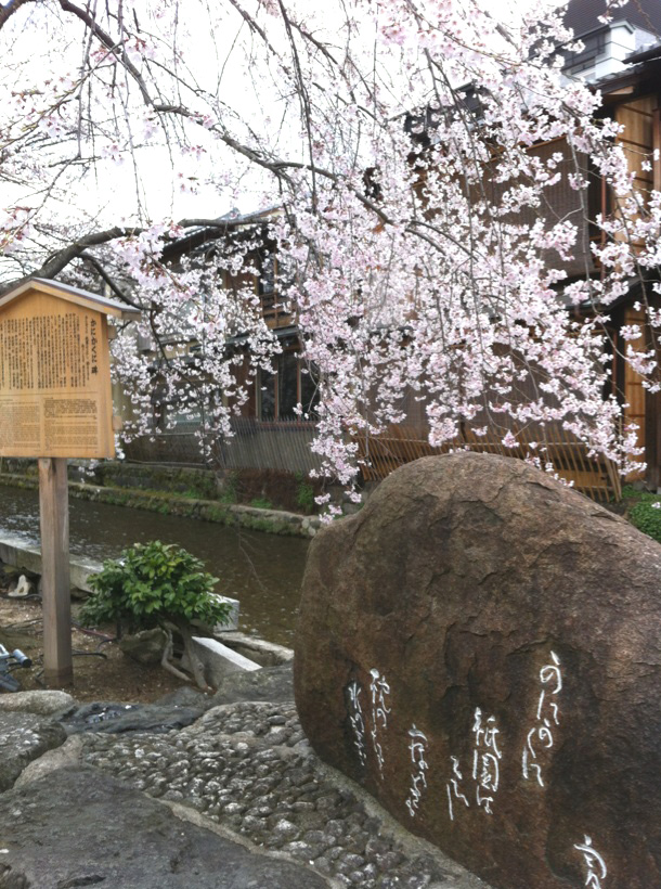 ブログ桜.jpg